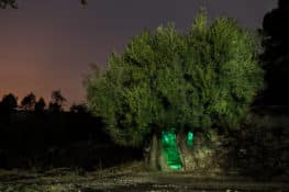 El olivo de Gorga en cuyo interior vivió una familia