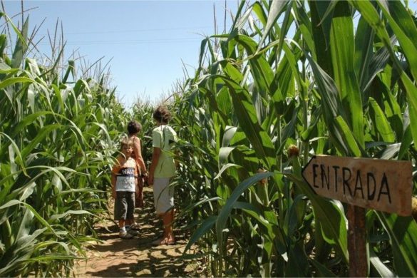 El laberinto de maíz