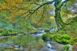 Los 10 bosques más espectaculares de España