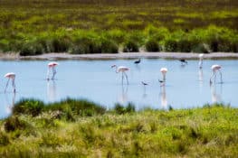 Guía práctica (¡y definitiva!) para visitar Doñana