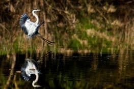 Marismas, aves y arrozales en la provincia de Sevilla