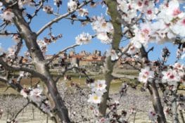 Primavera en Figueira de Castelo Rodrigo: un paisaje blanco y rosa
