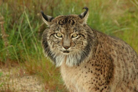 Cinco animales en peligro de extinción en España
